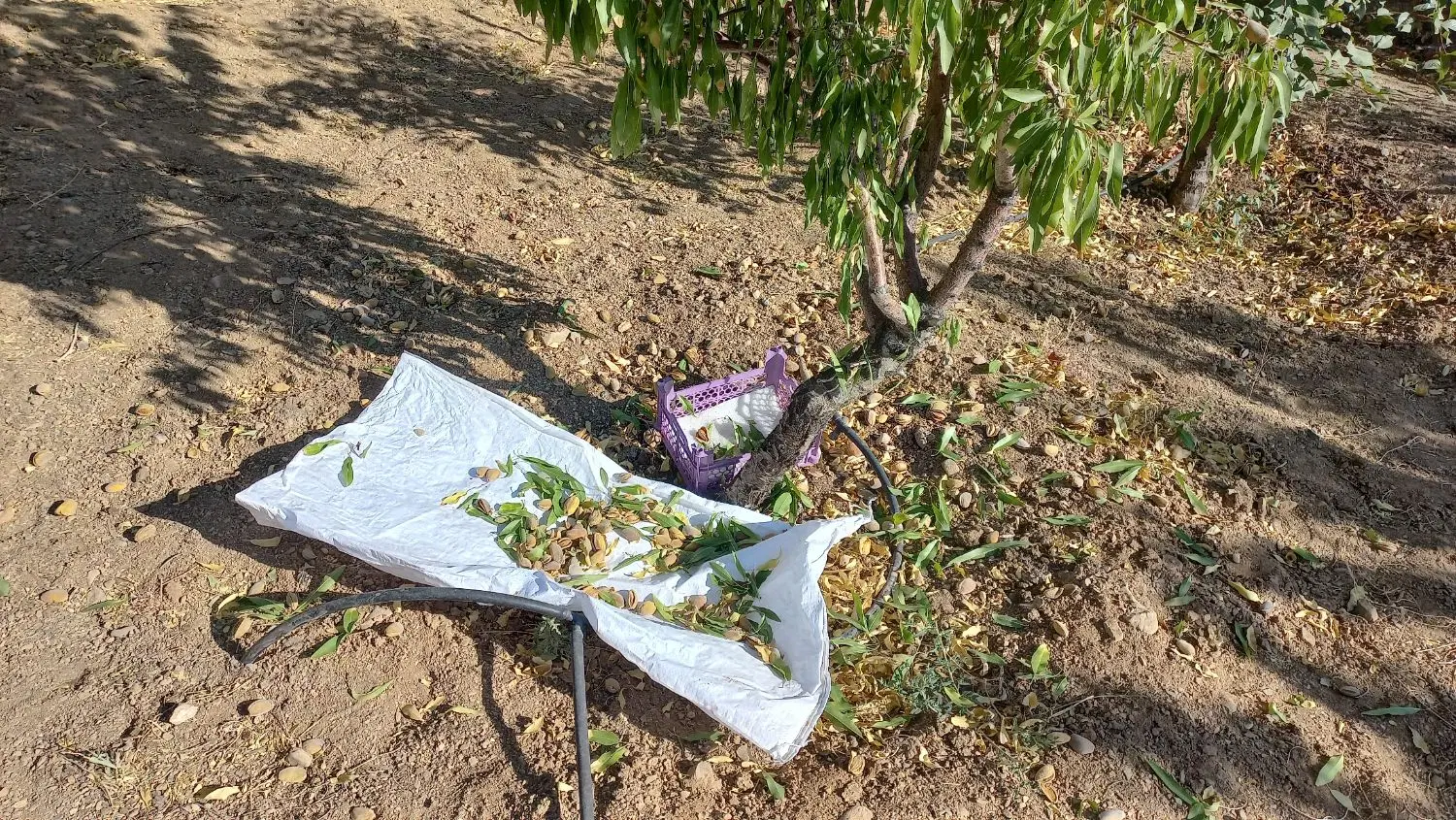 باغ بادام و انگور چم چنگ سامان