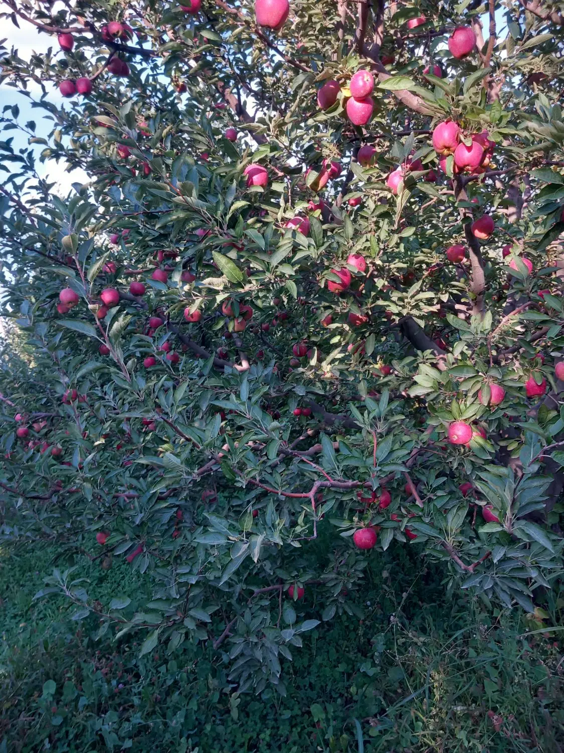 اجاره باغ سیب