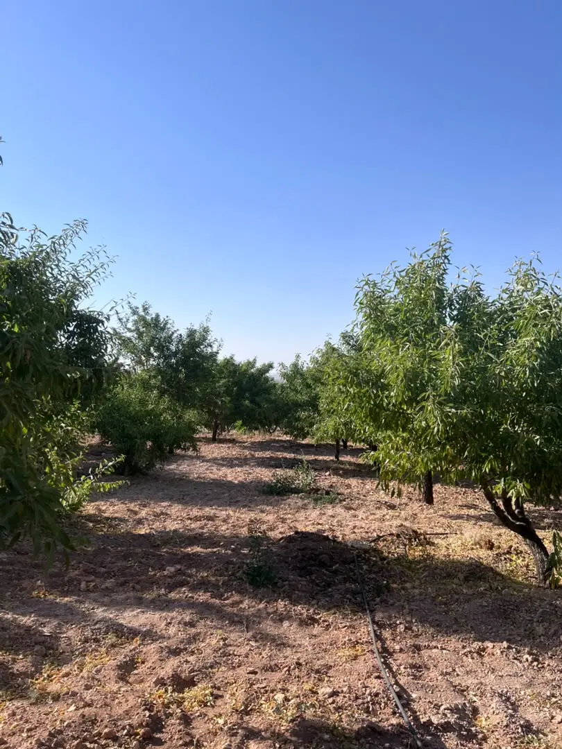 باغ بادام طرح طوبی ۲ بن