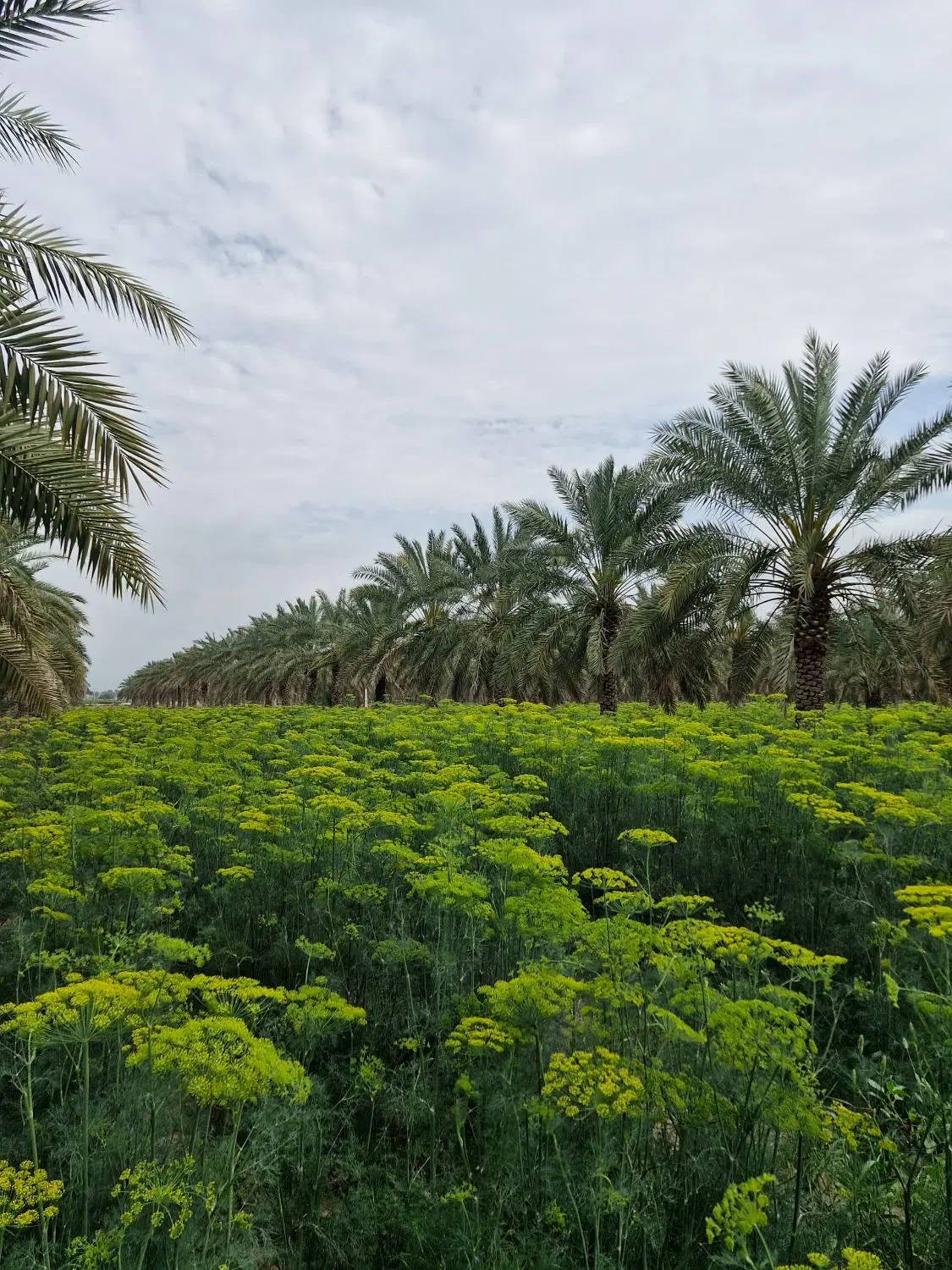 فروش زمین دهقاید