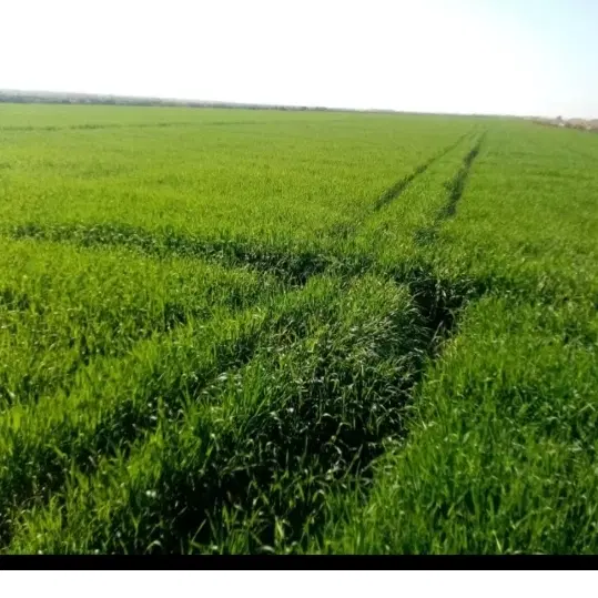 ابیار  زمین کشاورزی