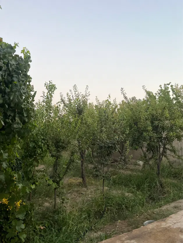 باغچه ویلا خیابون ایرانمهر