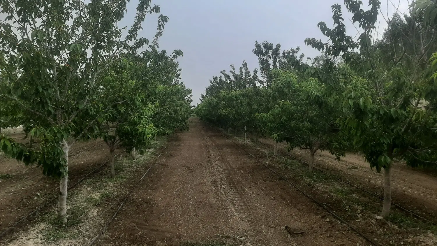 باغ ۸۰۰۰ متری ابتدای جاده اخلمد