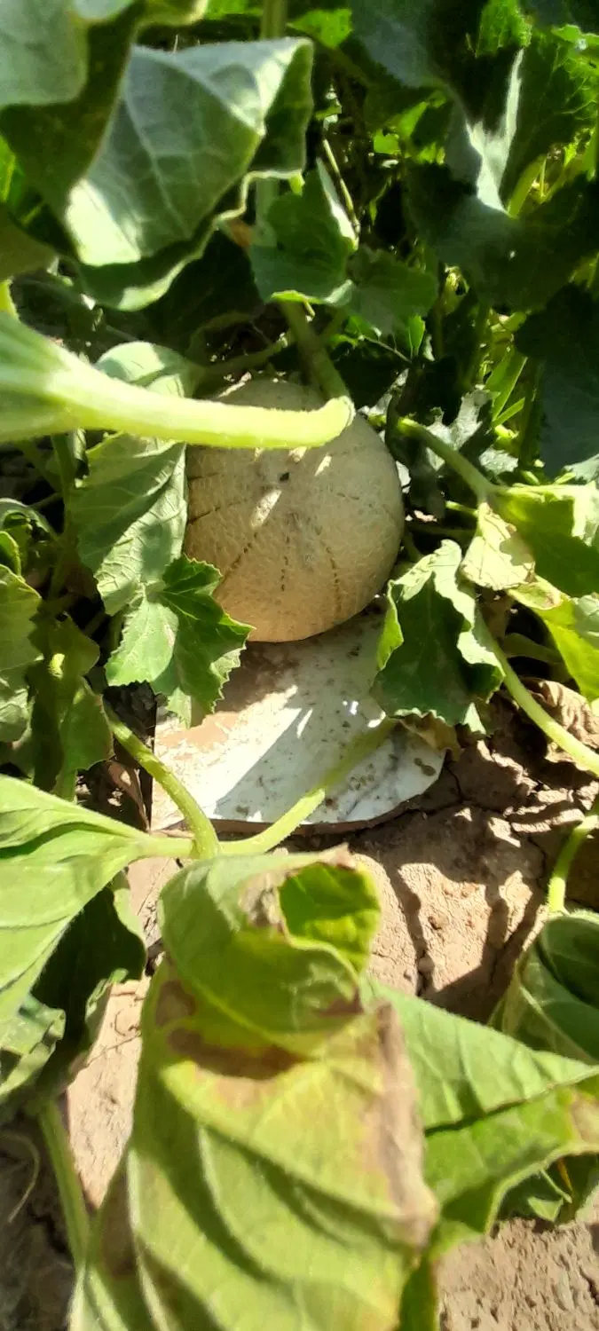باغچه ویلا نوساز