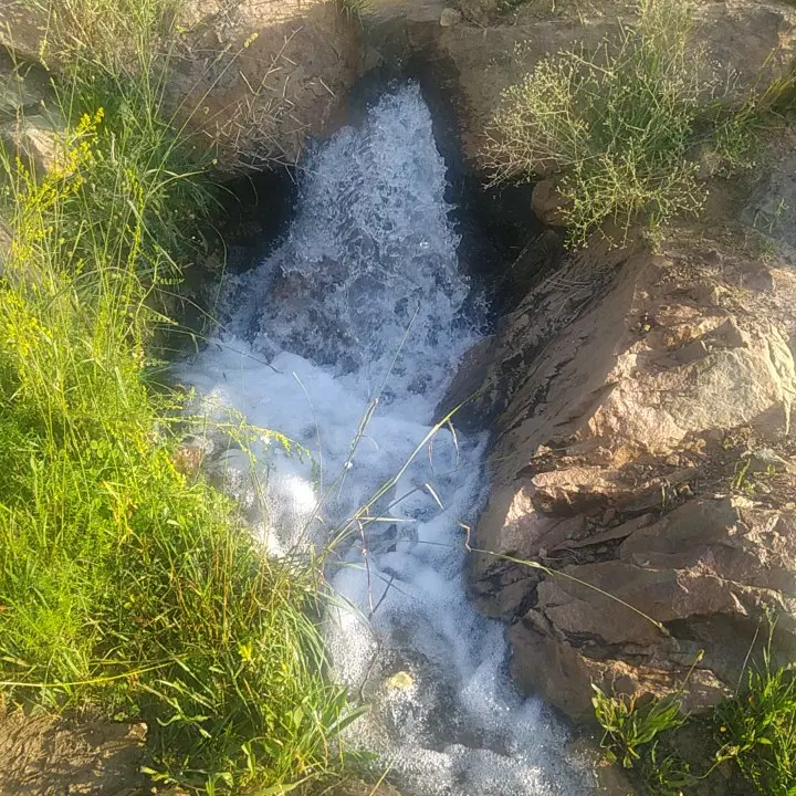 باغ فروشی