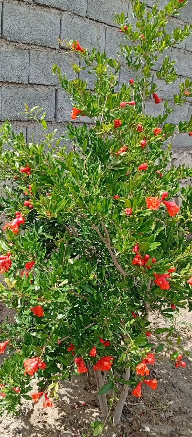 فروش خانه وباغ