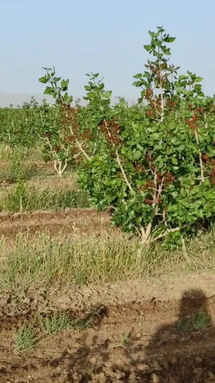 فروش چندهکتارباغ و زمین پسته