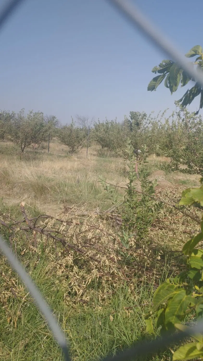 دو قطعه باغج