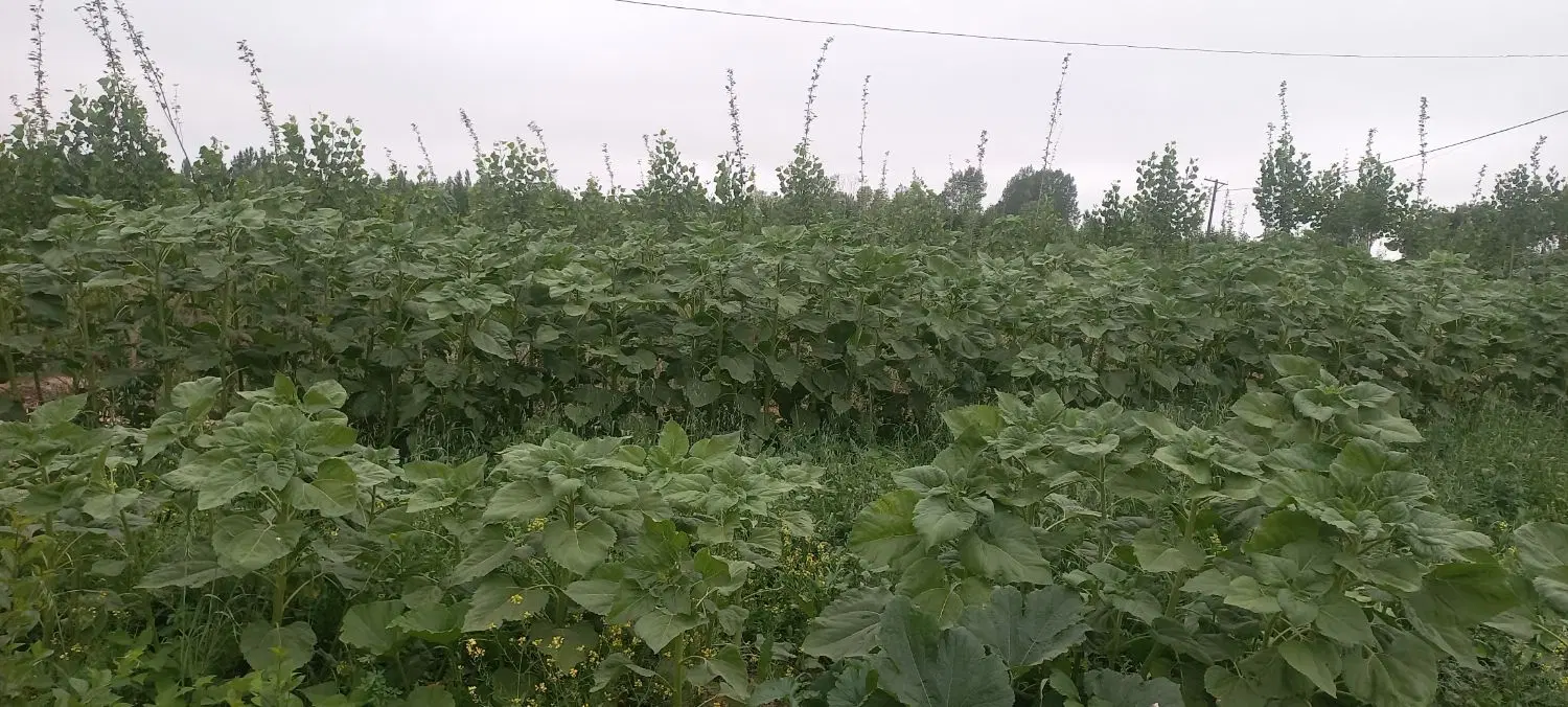 زمین کشاورزی به متراژ۴۰۰۰متر