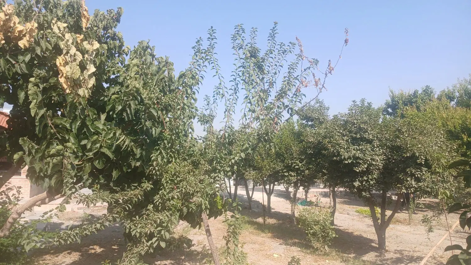 باغ ۱۰۰۰متری  منشیان