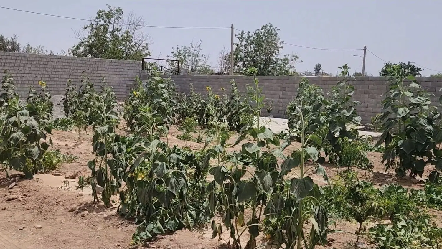 باغ