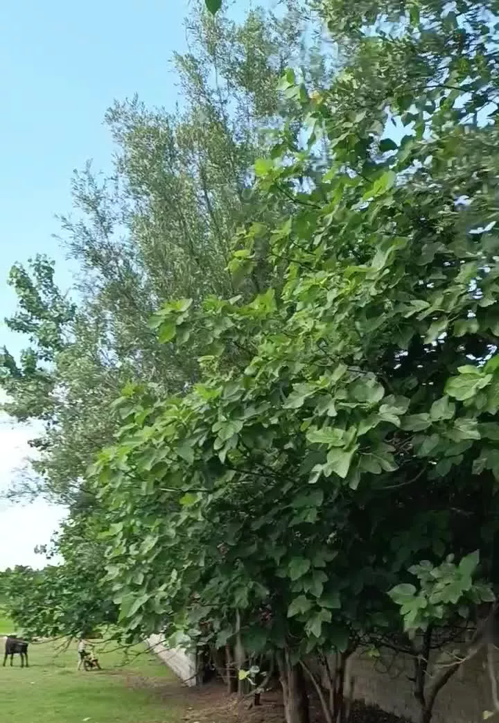 ۸۵۰ متر زمین ملاسرا