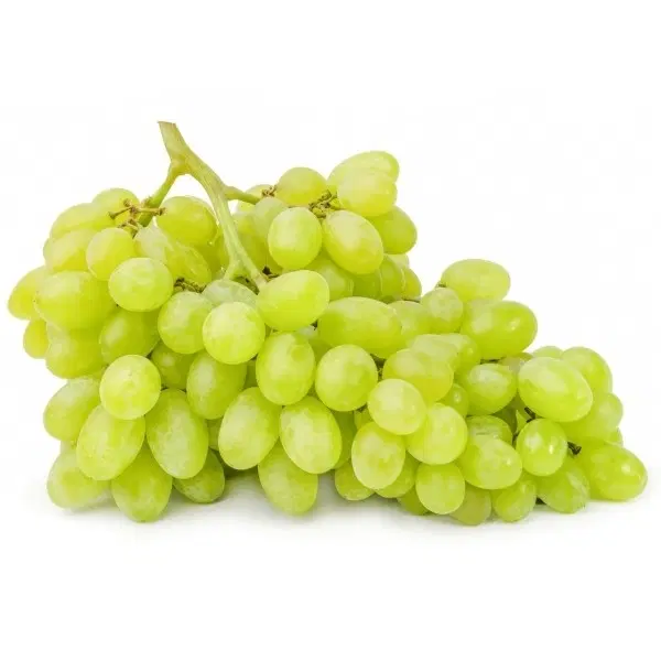اجاره باغ انگور