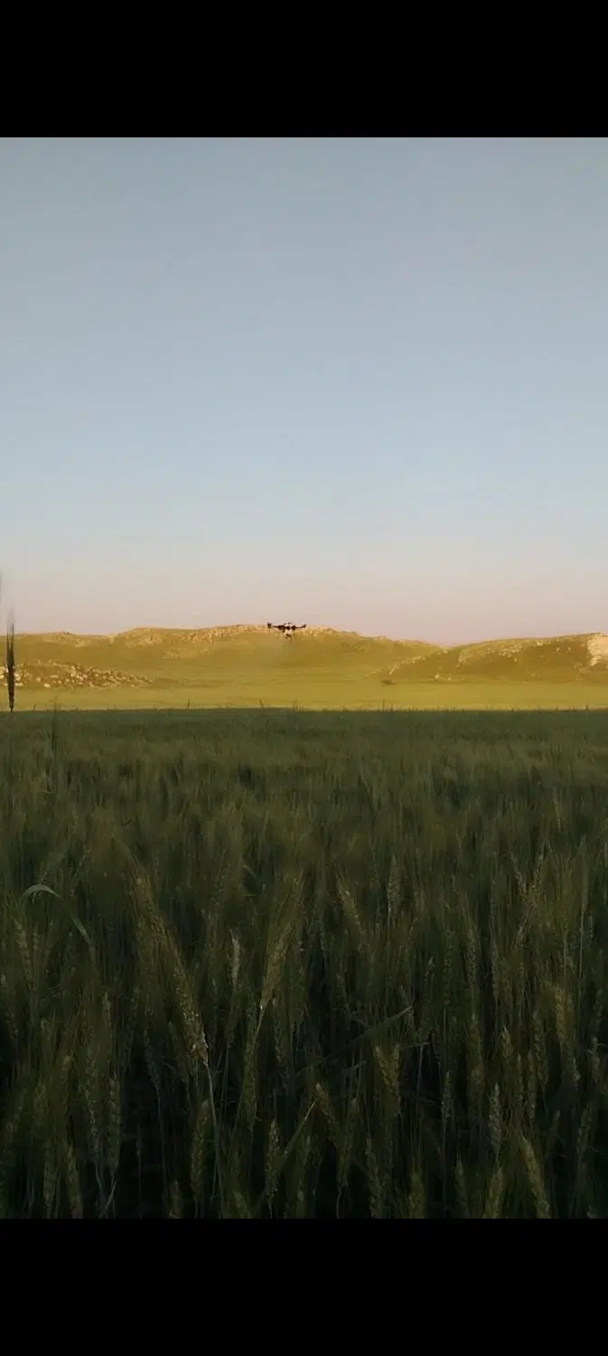 اجاره زمین کشاورزی جهت کشت گندم