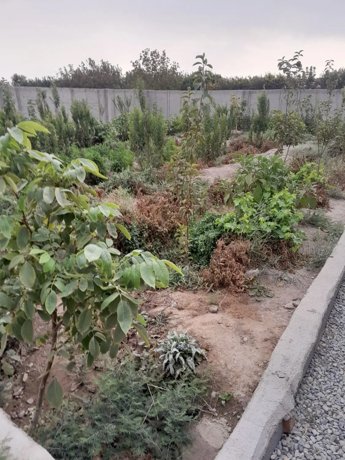 باغچه چهار دیواری درشاهدشهر