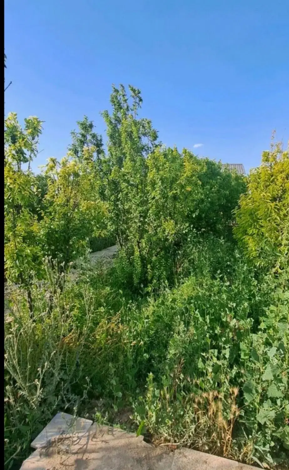 600 متر چهاردیواری