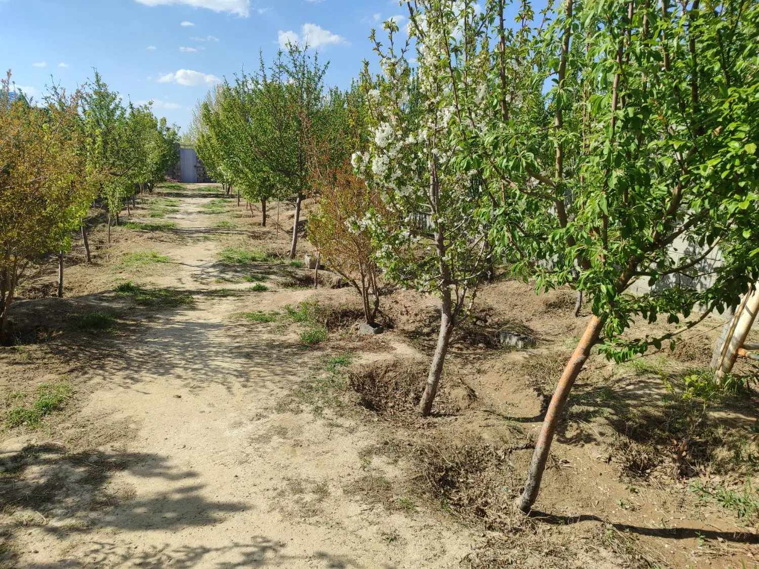 باغچه نقلی و سرسبز
