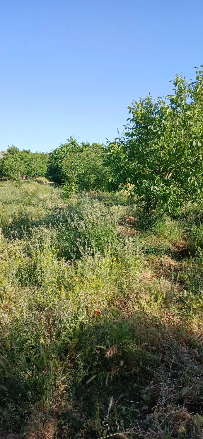 اجاره زمین زراعی