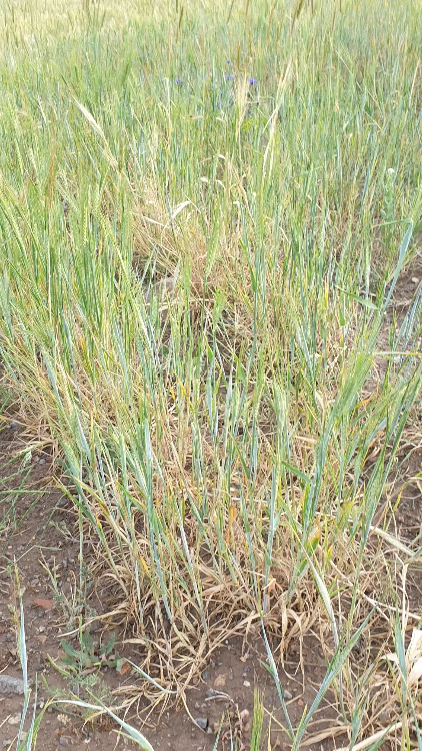 یک قطعه زمین در روستای ورنیاب سرعین