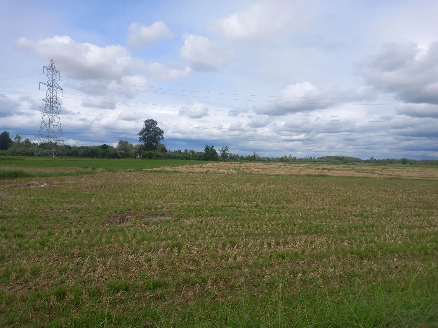 فروش شالیزارپرمحصول جاده تا سر زمین  مدارک تکمیل