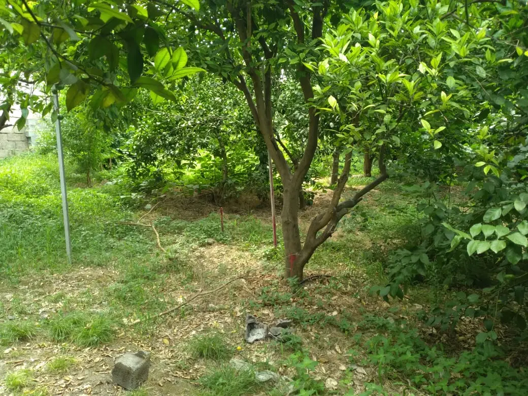 زمین باغ مرکبات ۳۸۴متر