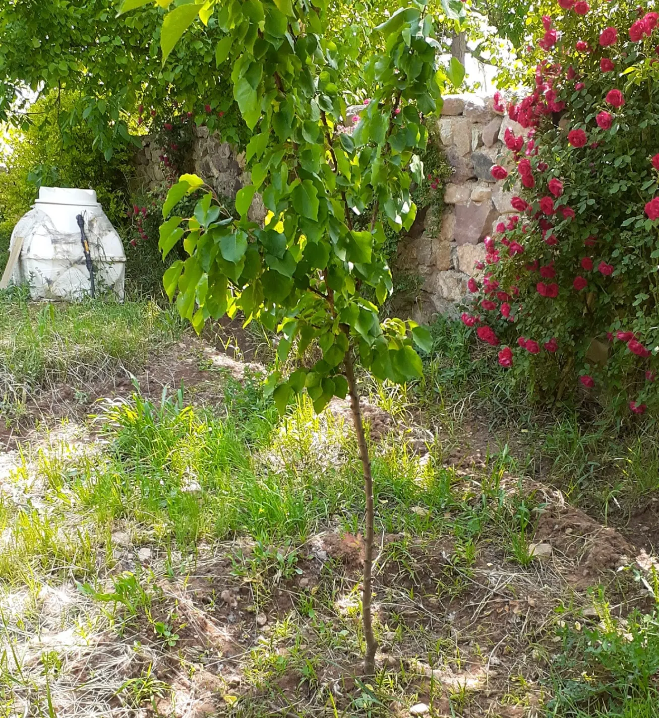 باغچه ۵۰۰ متری