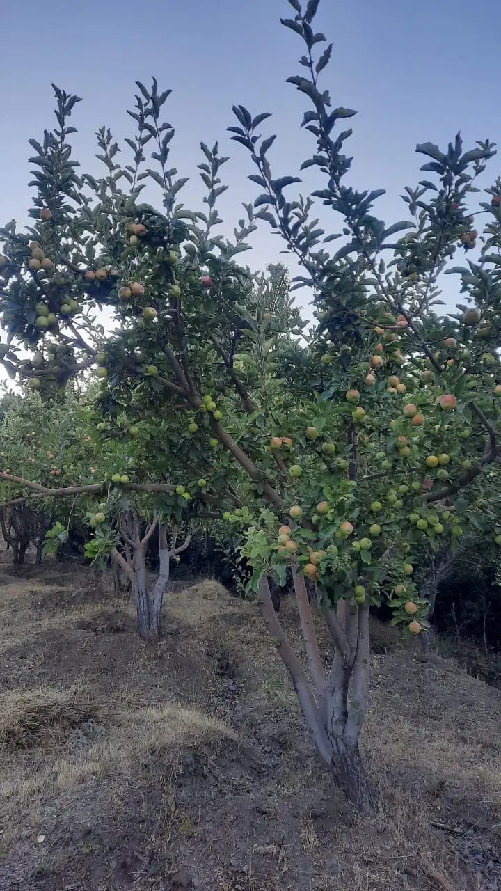 ۲۲۰۰ متر باغ میوه مثمر در کامیاران