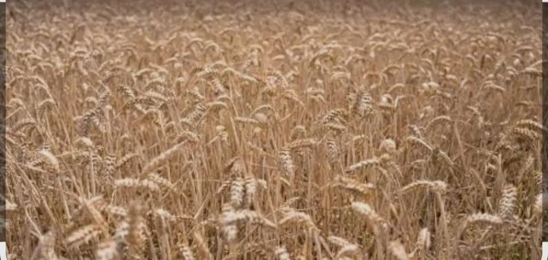 فروش زمین کشاورزی روستای رشمیجان اراضی باقر اباد