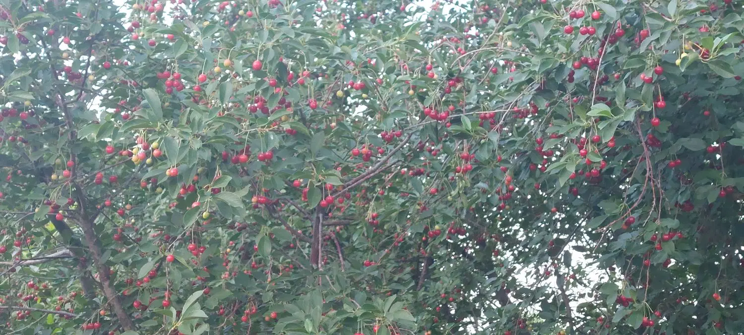 باغ