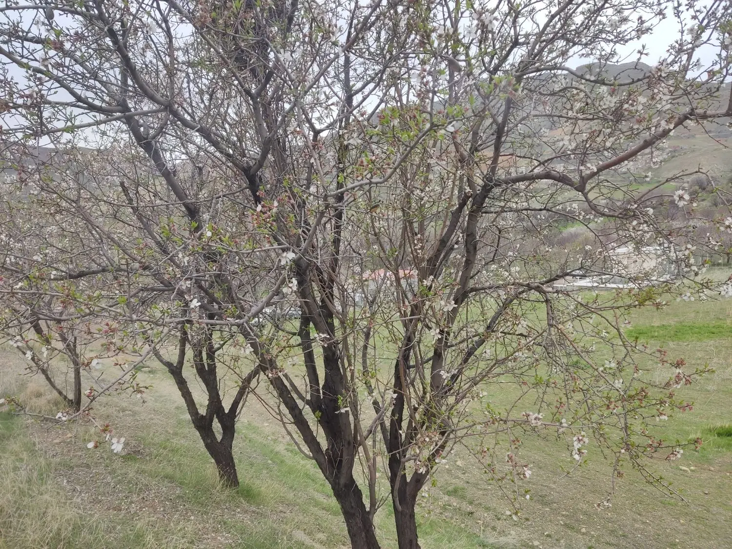 باغ روستای کرسی