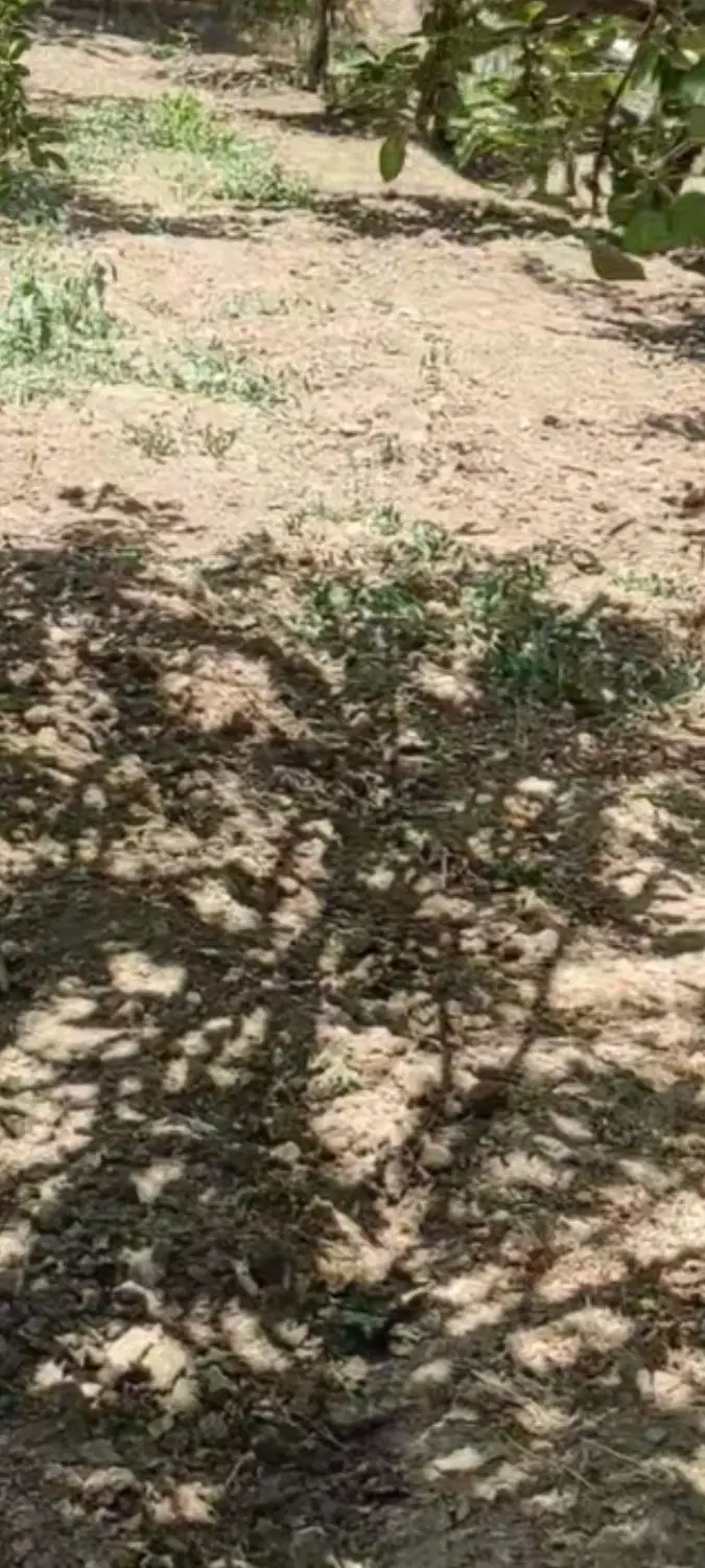 15جریب زمین کشاورزی دیم