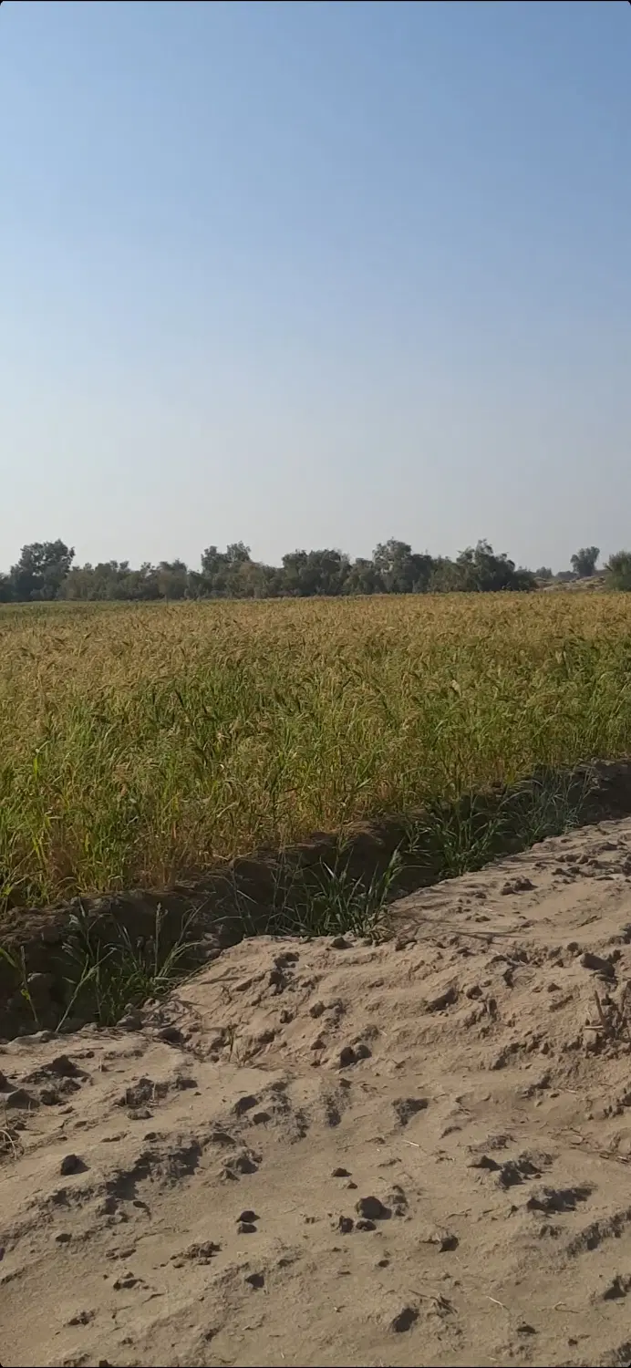 اجاره زمین کشاورزی