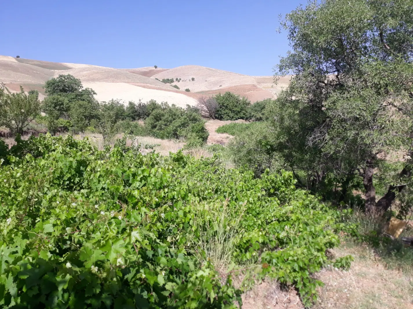 باغ و زمین کشاورزی