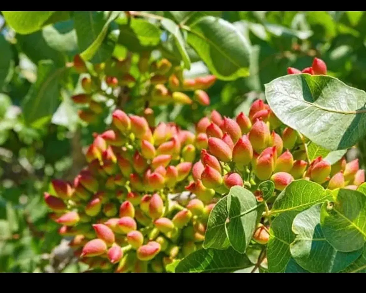 باغ پسته و زمین خالی