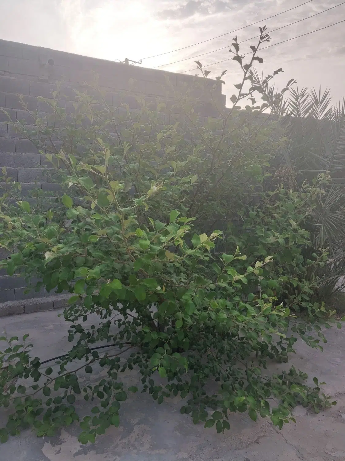 اجاره منزل مسکونی