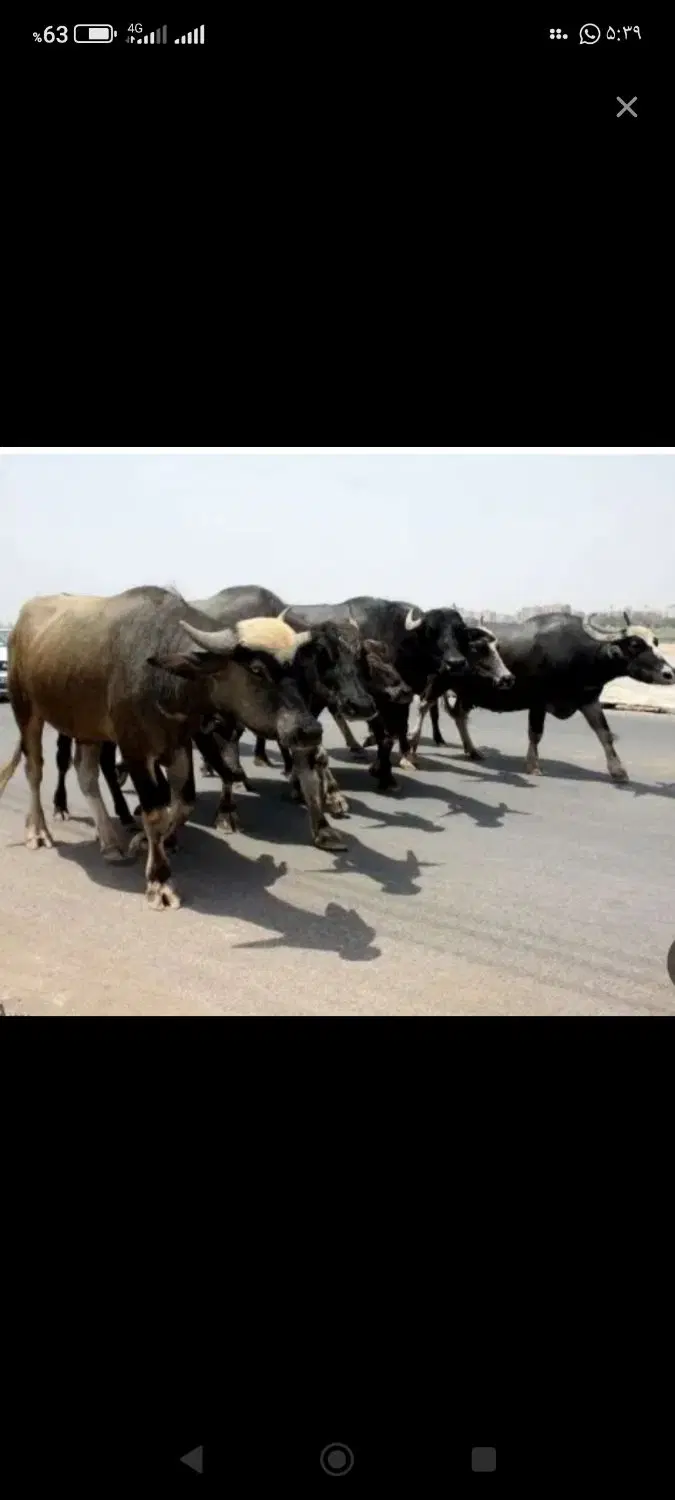 دامداری گاومیش آباد غربی