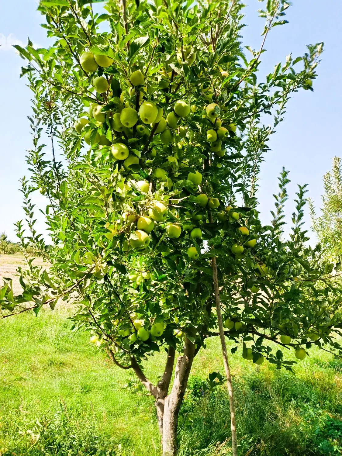اجاره باغ سیب