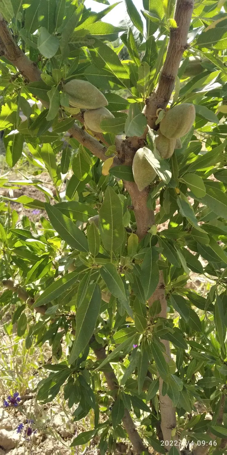 باغ و باغچه