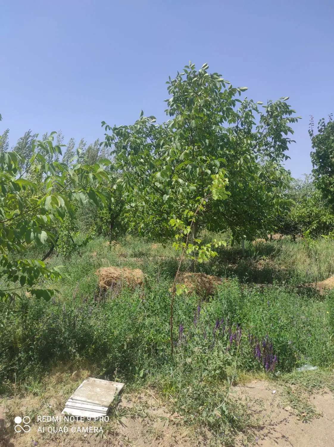 باغ در جاده بناب روبروی سی ان جی به سمت نقی زاده