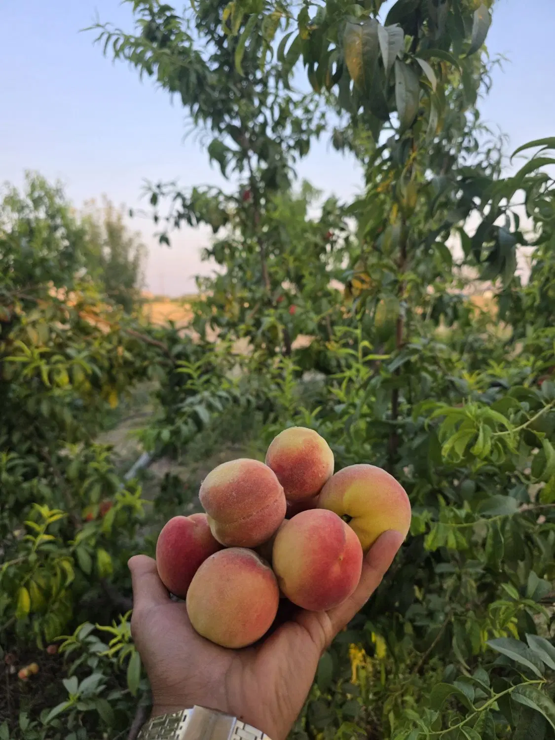 باغ