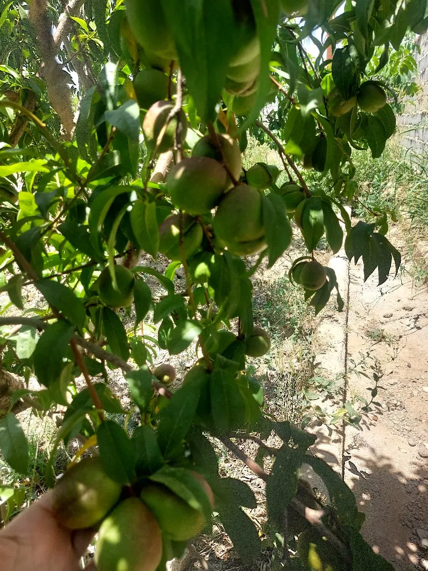 فروش زمین(باغ میوه) در روستا قاسم آباد کرج