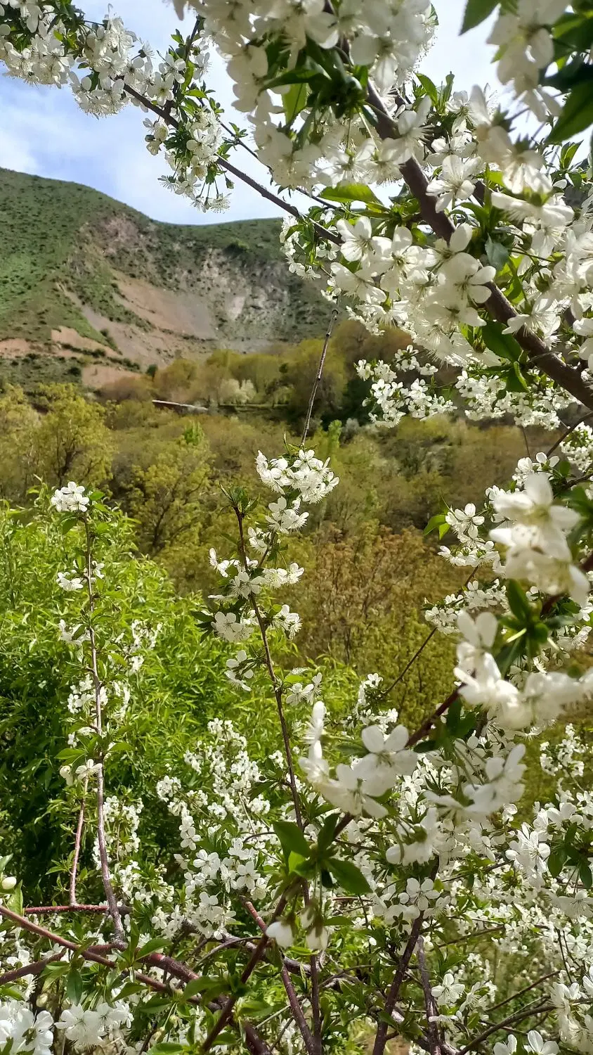 فروش باغ