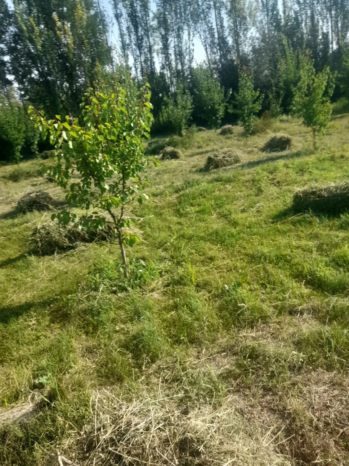 یونجه درجه یک