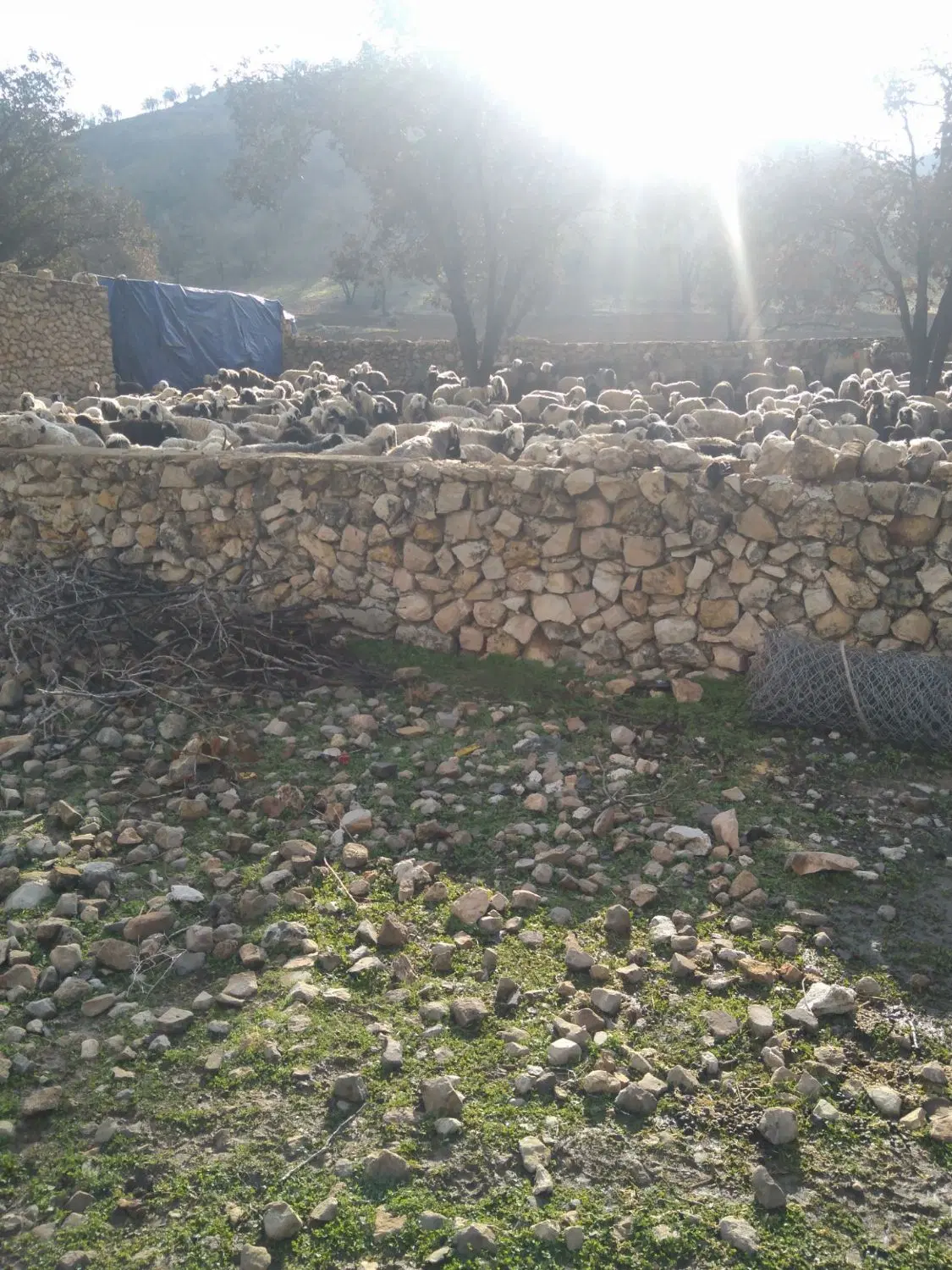 اجاره مرتع چرای دام منطقه 7 کازرون