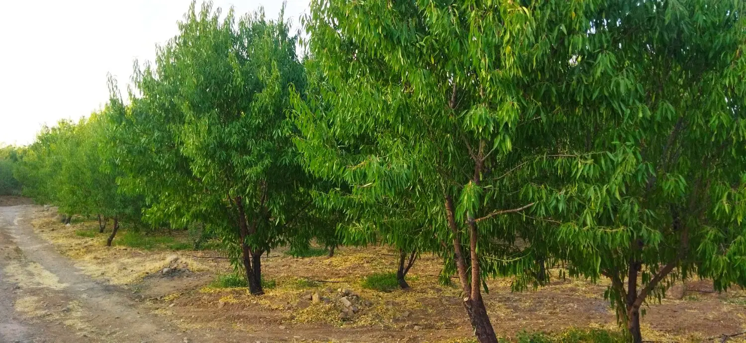 رویای داشتن باغ شخصی همین حالادر حوالی پل زمانخان