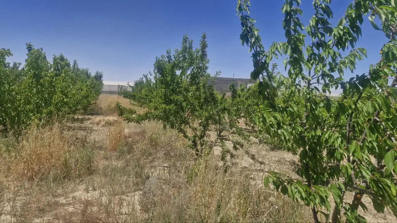 باغچه