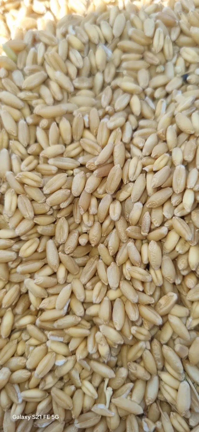 گندم بذر باران