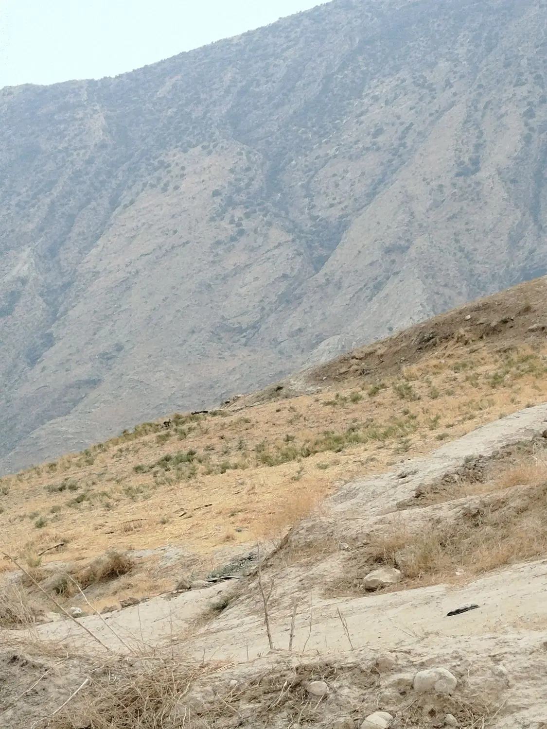 فروش زمین کشاورزی