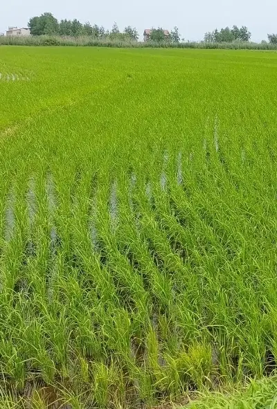 زمین کشاورزی مکانیزه