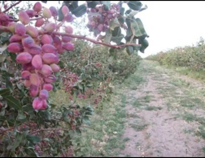 ۲۰۰ قصب زمین پسته ای با ۸ ساعت آب